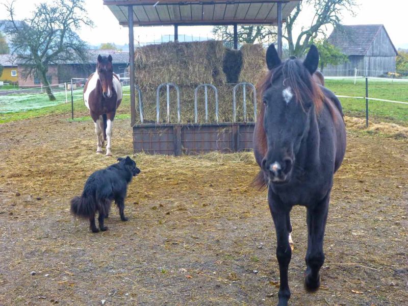 Bodenbefestigung eines Pferdeauslauf mit Weidezelt und Futterplatz