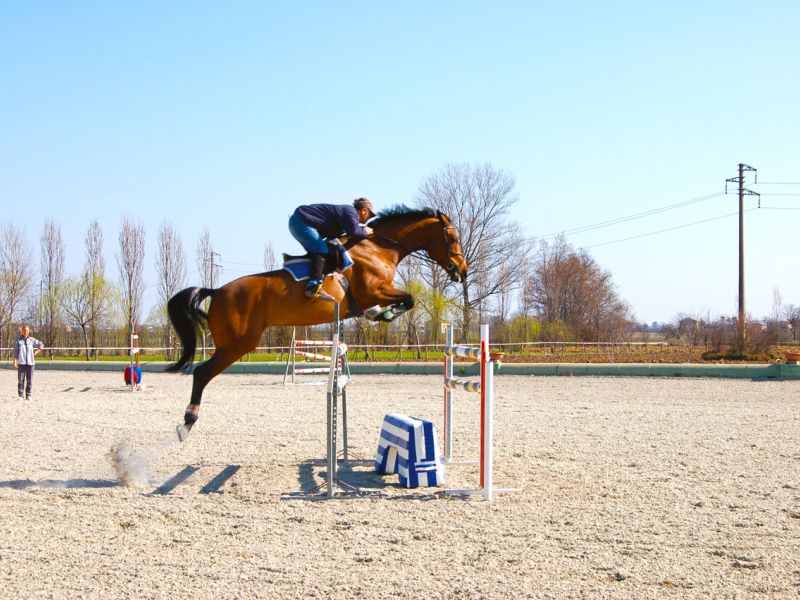 Bodengitter als Paddockplatte, Paddockgitter zur Pferdehaltung und Reitsport
