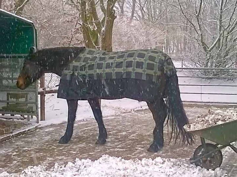 Verlegung des Bodengitter BG30 ohne Unterbau für ein Pferde Paddock / Offenstall