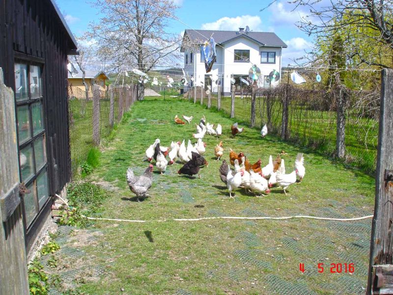 Rasennetz als Wühlschutz und Buddelschutz für Hühner in der Freilandhaltung