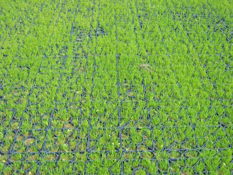 Rasengitter RG24 zur Stabilisierung eines Besucherparkplatz einer Kirche