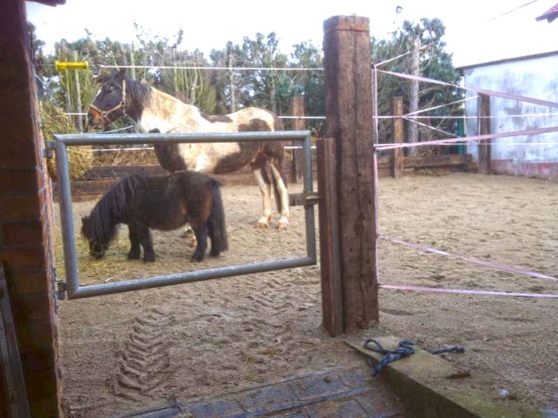Bodengitter BG30 Pferde Paddock Offenstall 001 referenz