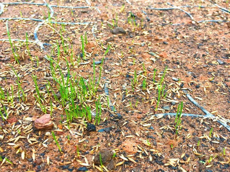 Begrünte Hofeinfahrt & Wohnwagen Stellplatz mit dem Bodengitter BG50 stabilisieren