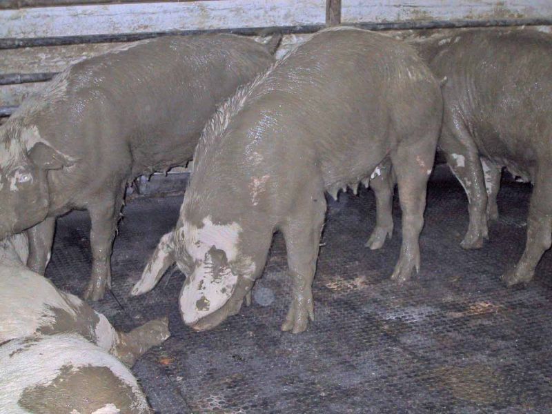 Bodenmatte aus Weich-PVC als Kuhmatte für Lauf,- Steh,- Liegeflächen in der Viehhaltung