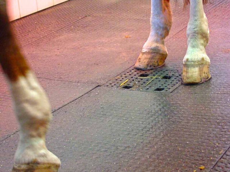 Trittfeste und rutschhemmende Bodenmatten als Stallmatte für Pferdeboxen und Pferdestall