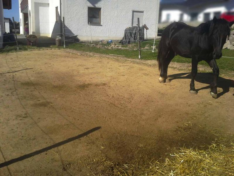 Herstellen eines Pferdepaddock ohne Unterbau mit dem Bodengitter BG30