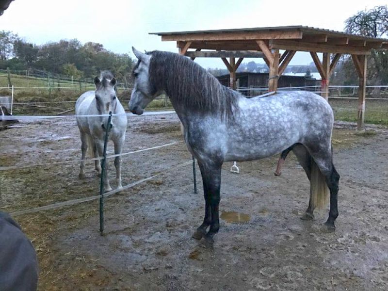 Effektive Bodenbefestigung eines Paddock mit dem Bodengitter BG50