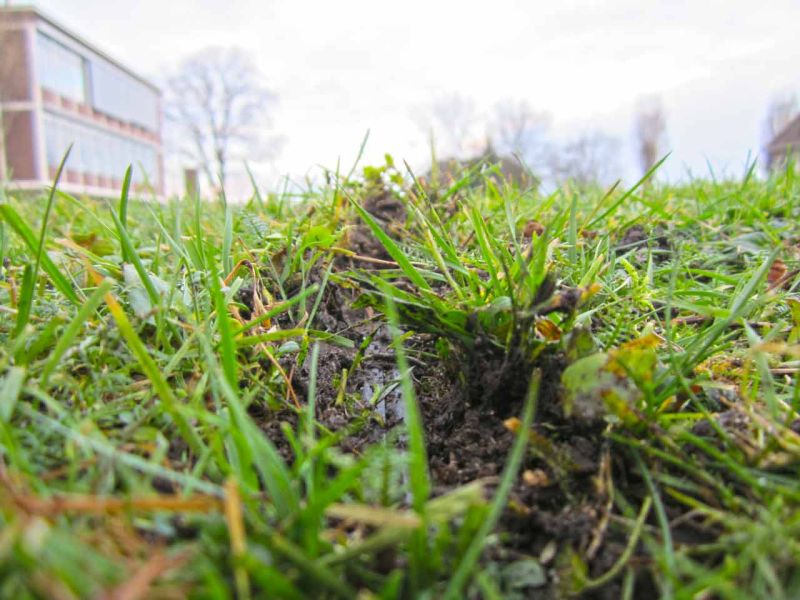 Rasengitter RG24 als nicht sichtbare Rasenverstärkung einer Nutzfläche