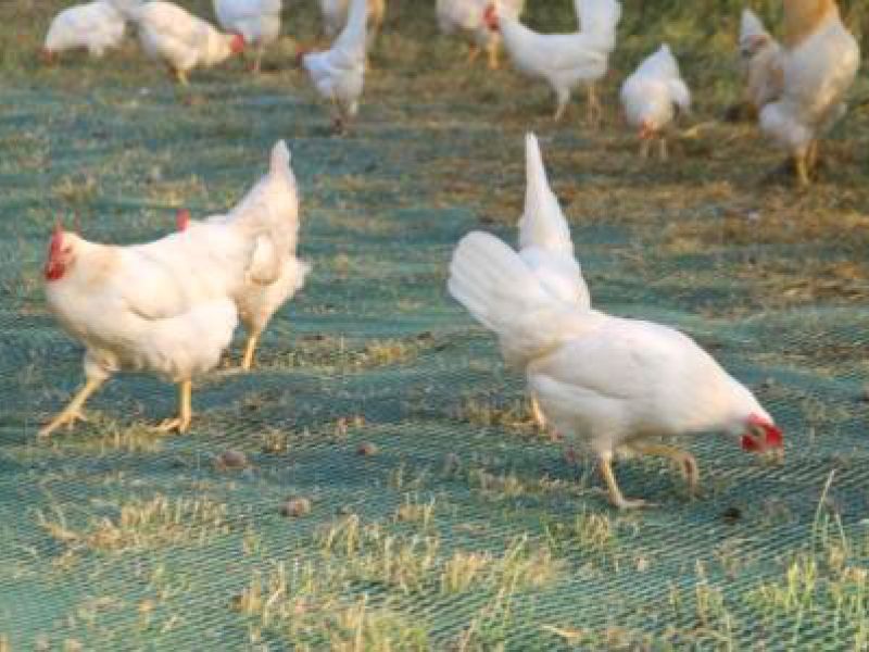 Rasennetz als Wühlschutz / Buddelschutz für einen mobilen Hühnerstall