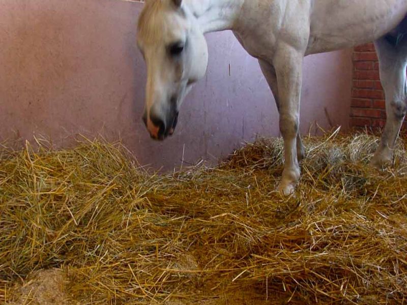Trittfeste und rutschhemmende Bodenmatten als Stallmatte für Pferdeboxen und Pferdestall