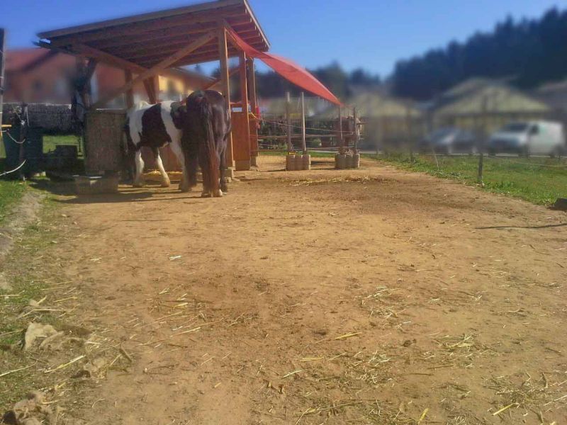 Herstellen eines Pferdepaddock ohne Unterbau mit dem Bodengitter BG30