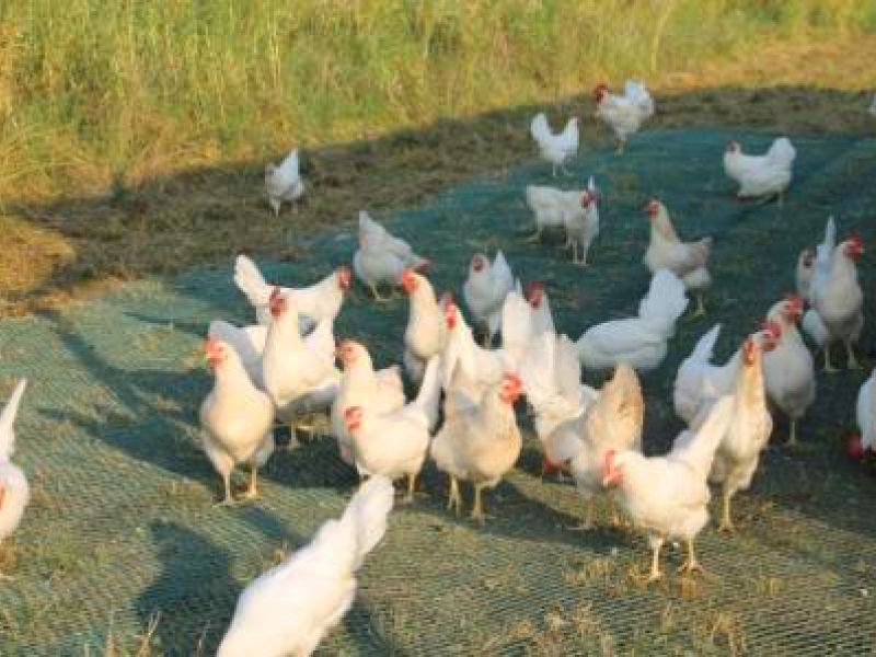 Rasennetz als Wühlschutz / Buddelschutz für einen mobilen Hühnerstall