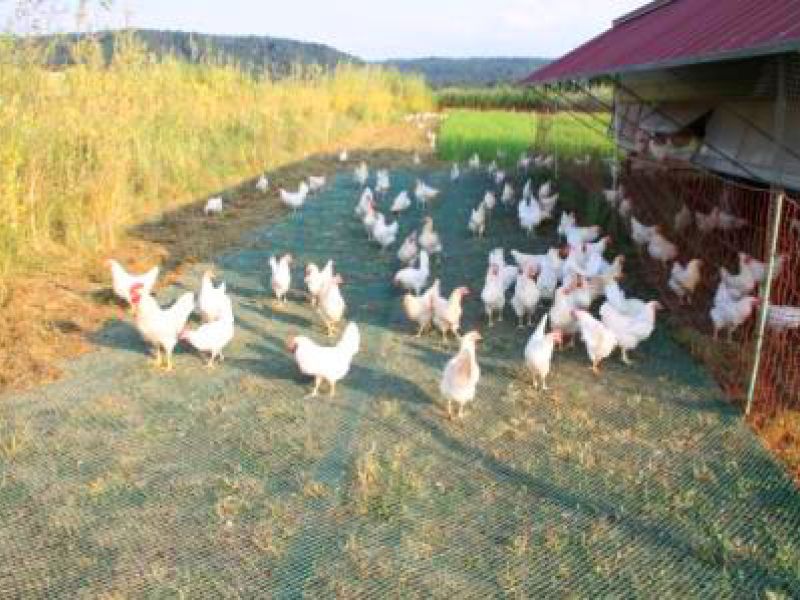 Rasennetz als Wühlschutz / Buddelschutz für einen mobilen Hühnerstall