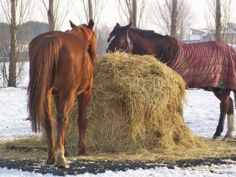 Bodengitter als Paddockplatte, Paddockgitter zur Pferdehaltung und Reitsport