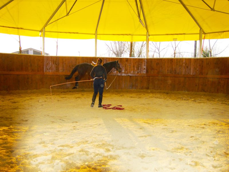 Bodengitter als Paddockplatte, Paddockgitter zur Pferdehaltung und Reitsport
