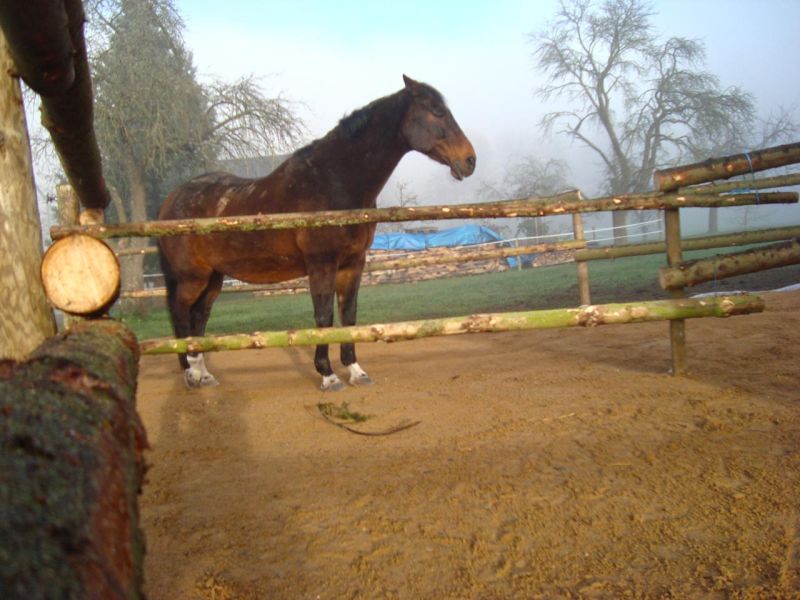 Bodengitter BG50 ohne Unterbau für ein Paddock / Offenstall selber verlegen