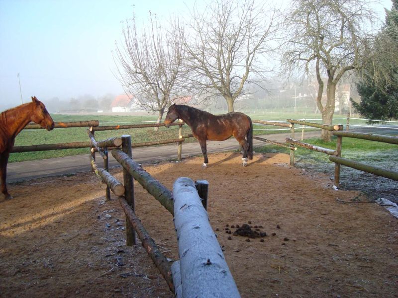 Bodengitter BG50 Pferde Stall Paddock 006 referenz