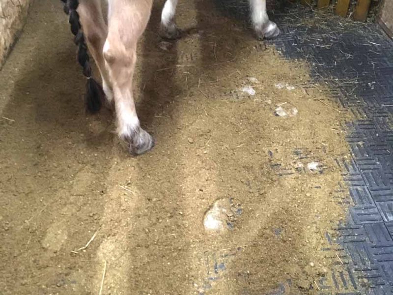 Stallmatten zur Verbesserung des Stallklima und Vereinfachung der Stallpflege