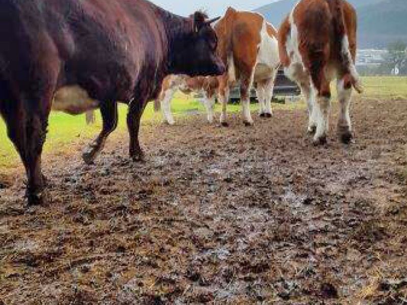 Befestigter und Matschfreier Stallauslauf für Kühe mit dem Bodengitter BG30