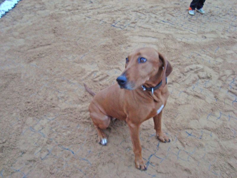 Bodengitter BG50 ohne Unterbau für ein Paddock / Offenstall selber verlegen