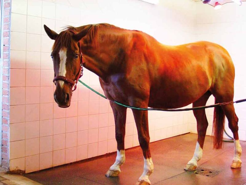 Trittfeste und rutschhemmende Bodenmatten als Stallmatte für Pferdeboxen und Pferdestall