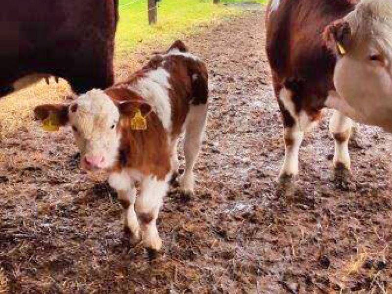 Befestigter und Matschfreier Stallauslauf für Kühe mit dem Bodengitter BG30