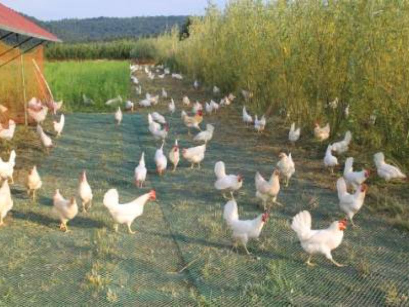 Rasennetz als Wühlschutz / Buddelschutz für einen mobilen Hühnerstall