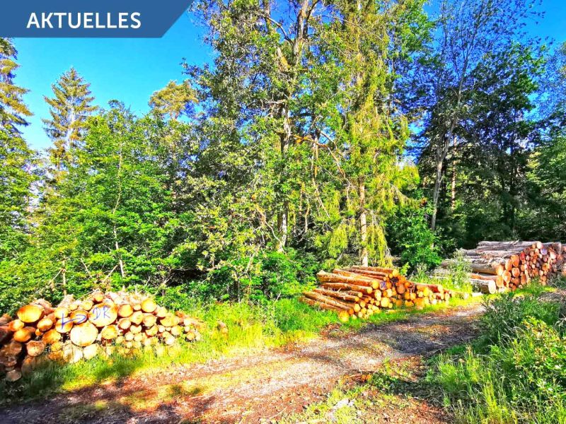 Investitionsprogramm Wald - Bis zu 40% Zuschüsse für Bodenschutzplatten von Securatek - BMEL Positivliste Rentenbank Förderung