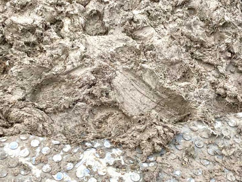 Paddockplatten für ein Winter-Pferdepaddock ohne Matsch