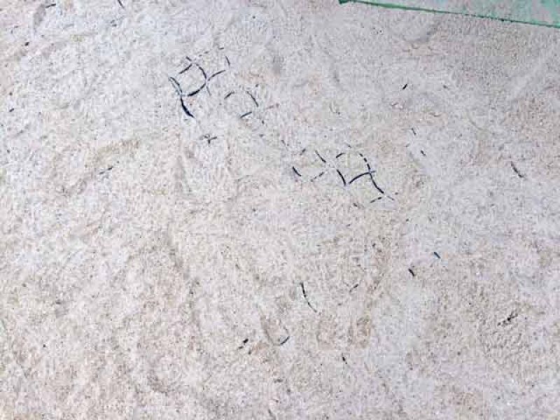 Bodengitter BG50 für ein Pferdepaddock selbst verlegen und verfüllen