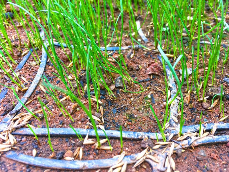 Begrünte Hofeinfahrt & Wohnwagen Stellplatz mit dem Bodengitter BG50 stabilisieren