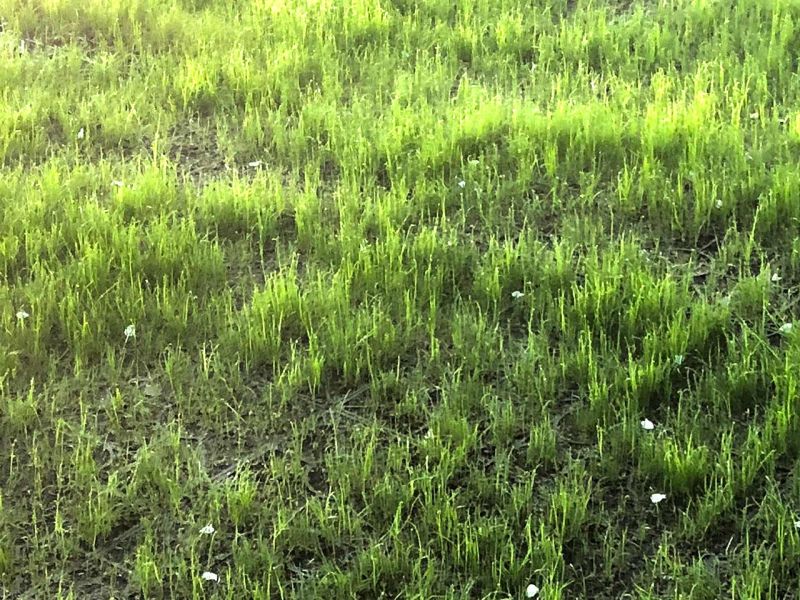 Begrünte und befahrbare Einfahrt für ein PKW-Carport anlegen mit dem Rasengitter RG24