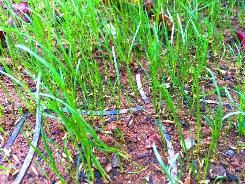Begrünte Hofeinfahrt & Wohnwagen Stellplatz mit dem Bodengitter BG50 stabilisieren
