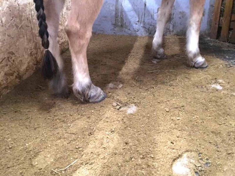 Stallmatten zur Verbesserung des Stallklima und Vereinfachung der Stallpflege