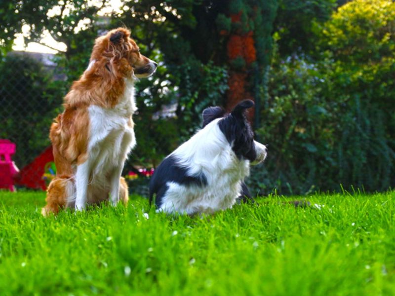 Sie möchten nicht das ihre Hunde im Garten den Rasen durchwühlen od. buddeln? Sie wollen das der Rasen ohne Löcher ist? Dann ist das Rasennetz RN zu empfehlen!