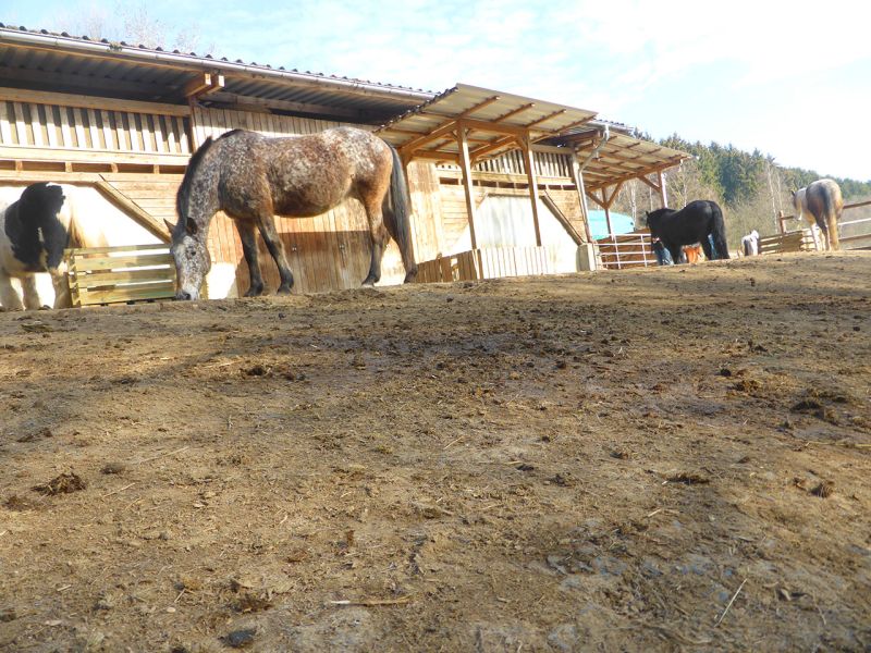 Update zu unserem Artikel "Befestigter Freilauf bei einer Pferdepension mit der Paddockplatte PP60"