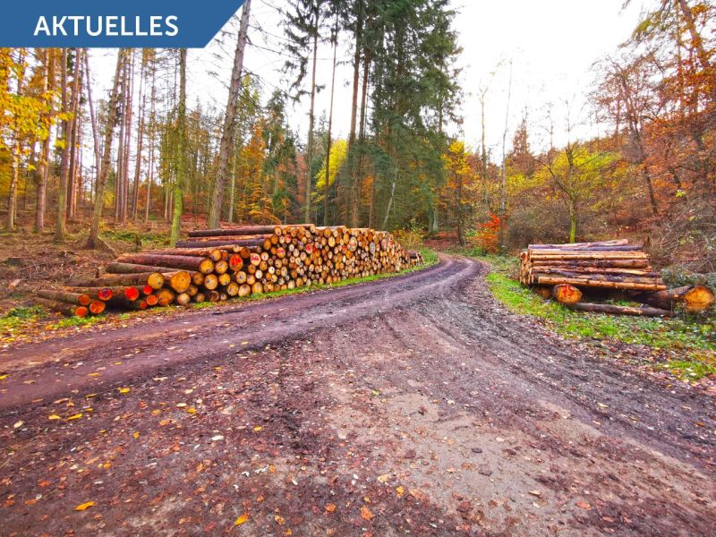 Investitionsprogramm Wald – Bis zu 40% Zuschüsse für Bodenschutzplatten