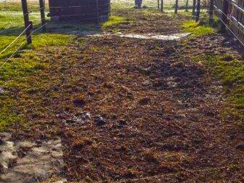 Befestigter und Matschfreier Stallauslauf für Kühe mit dem Bodengitter BG30