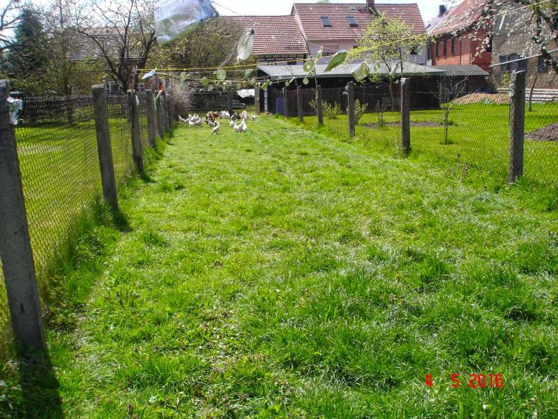 Rasennetz als Wühlschutz und Buddelschutz für Hühner in der Freilandhaltung