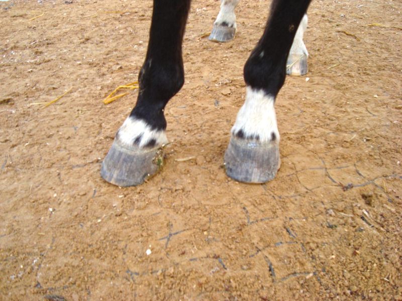 Bodengitter BG50 ohne Unterbau für ein Paddock / Offenstall selber verlegen