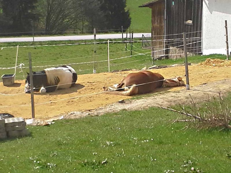 Herstellen eines Pferdepaddock ohne Unterbau mit dem Bodengitter BG30