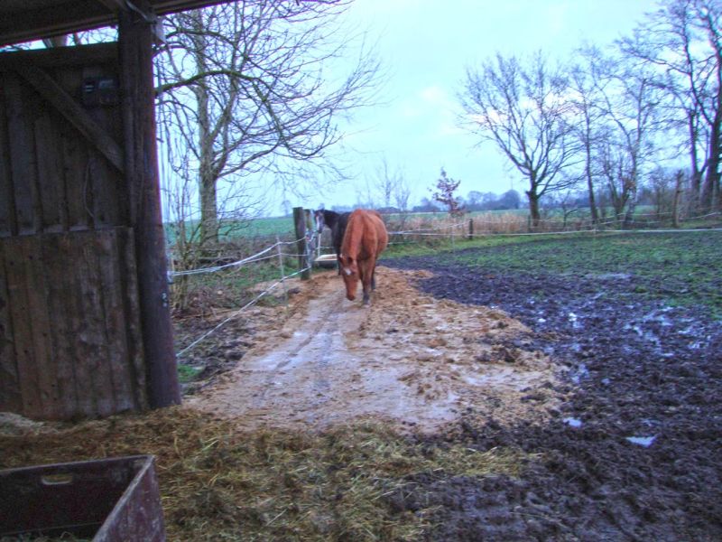 Matschfreier Weidezugang zum Futterplatz und Wassertränke für Pferde