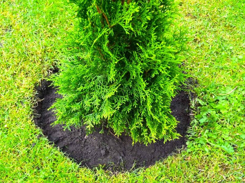 Randeinfassung aus Kunststoff als Rasenkante bzw. Beetkante für Pflanzflächen