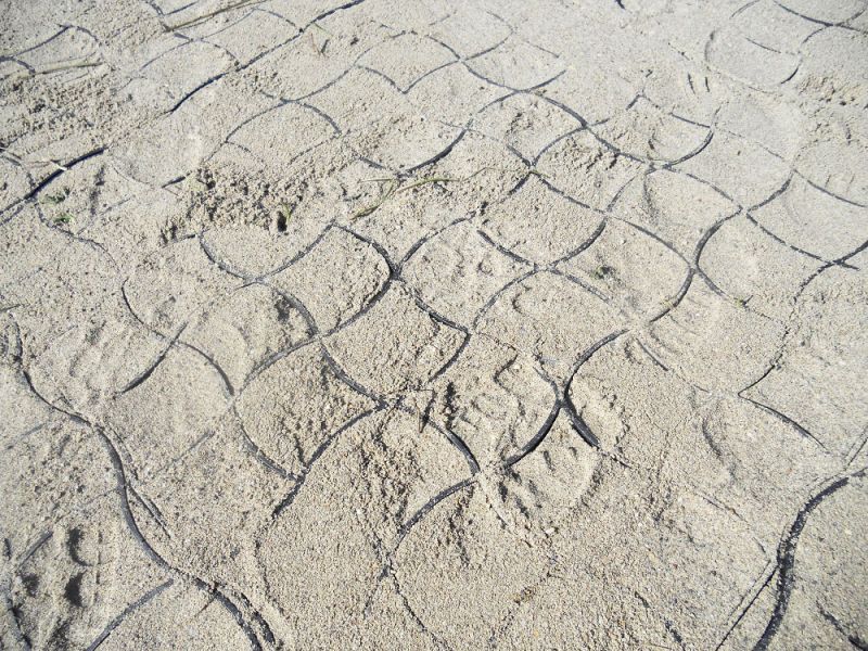 Verlegung des Bodengitter BG50 für die Herstellung eines neuen Reitplatz