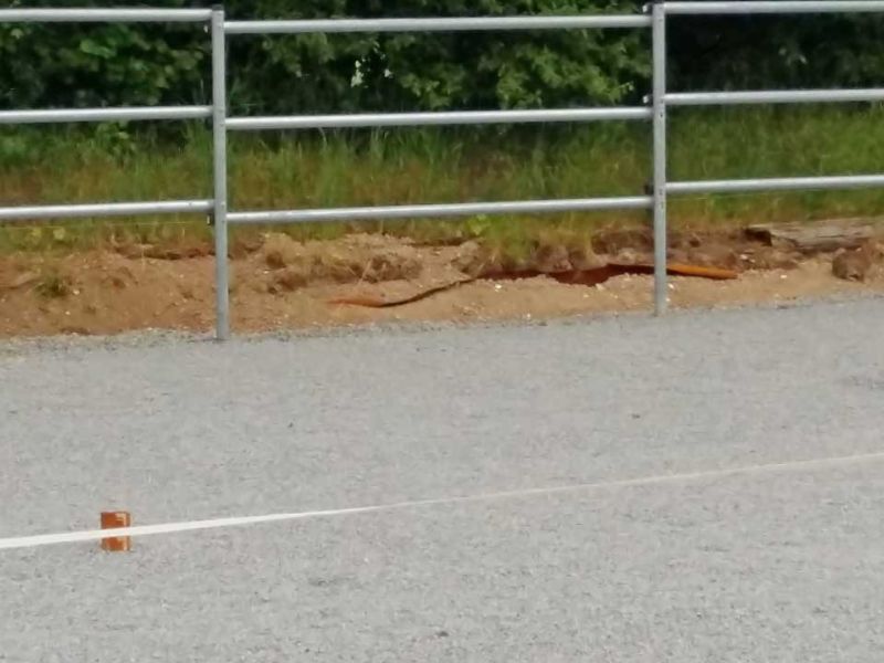 Bodengitter BG50 zur trittfesten Bodenstabilisierung im Reitplatzbau