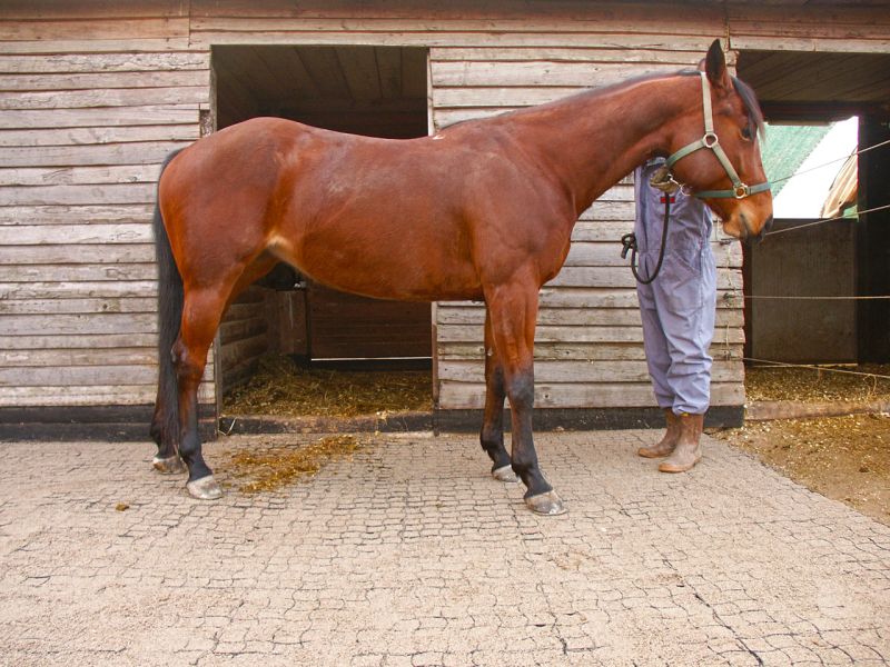 Bodengitter als Paddockplatte, Paddockgitter zur Pferdehaltung und Reitsport
