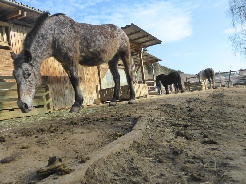 Update zu unserem Artikel "Befestigter Freilauf bei einer Pferdepension mit der Paddockplatte PP60"