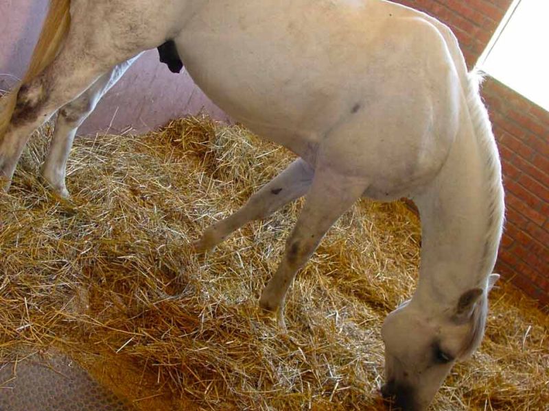 Trittfeste und rutschhemmende Bodenmatten als Stallmatte für Pferdeboxen und Pferdestall