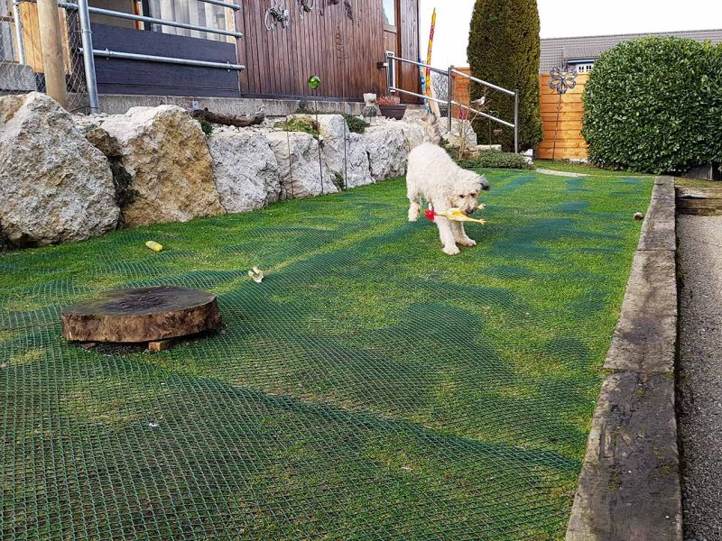 Hunde wühlen & buddeln gerne, leider auch im eigenen Garten. Hier sehen Sie wie man man einen Rasen bzw. Wiese vor Wühl & Buddelattacken effektiv schützt...