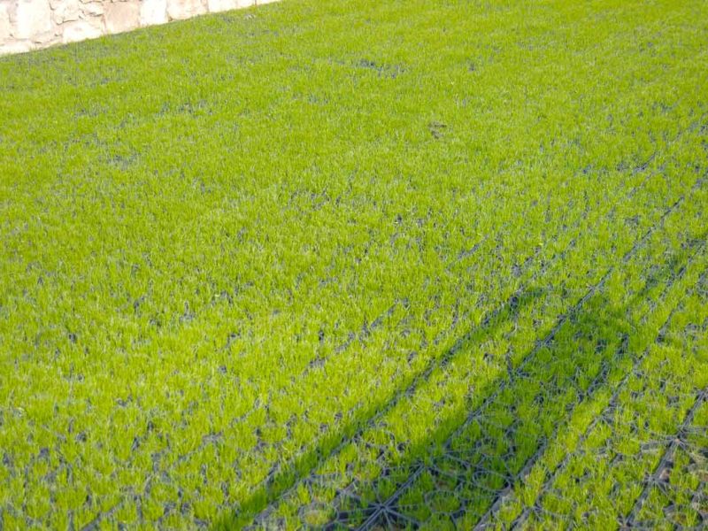 Rasengitter RG24 zur Stabilisierung eines Besucherparkplatz einer Kirche